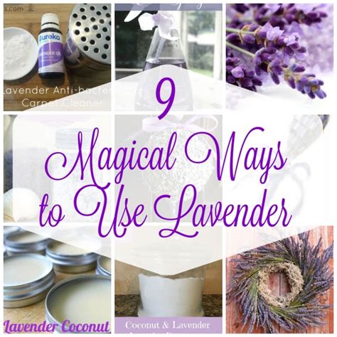 Magical uses of lavwnder